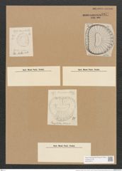 Campylodiscus muelleri A. Schm. (de-Toni-Nr.: Genus 57, Species 2473) Zeichnungen Sammlung Grunow Nr. 4977 (NHMW-BOT-W0373212)